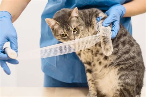 Cat Wound Care Powder Springs Vets