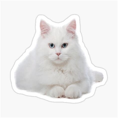 White Cat Sticker For Sale By Vitalia Redbubble