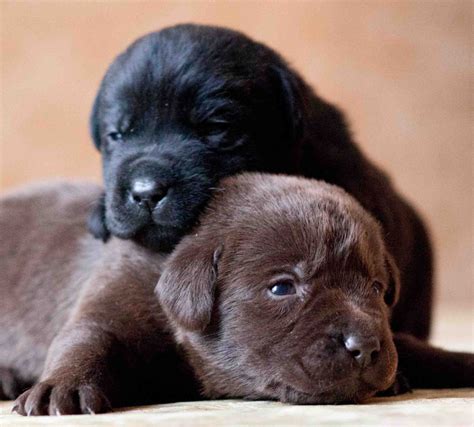 Dpd Black And Chocolate Lab Puppies Maple Leaf Vet Care Center