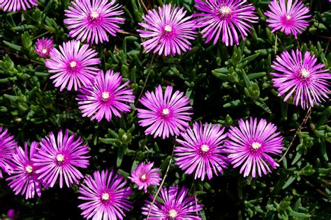 How To Grow And Care For Ice Plant