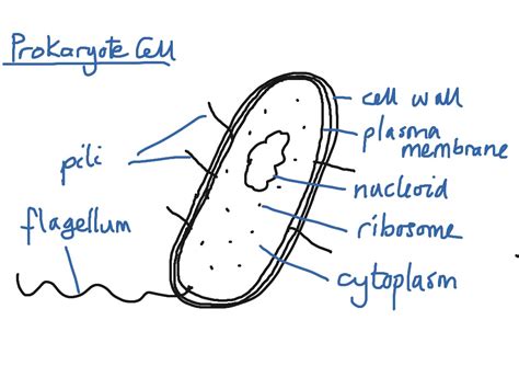 Bacterial Cell Drawing With Labels Solved Draw An Ima