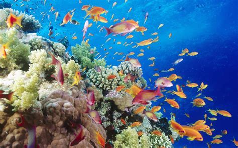 Most Beautiful Ocean Wallpapers Wallpapersafari