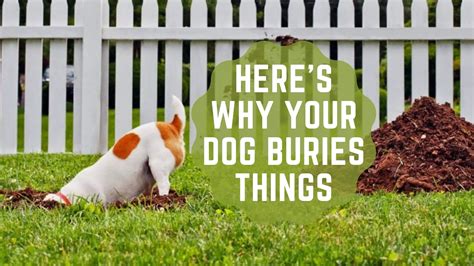 Heres Why Your Dog Buries Things Proto Animal