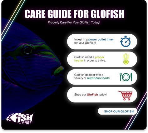 Care Guide For Glofish The Ifish Store