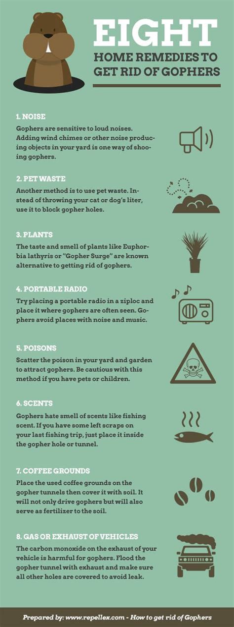 Eight Home Remedies To Get Rid Of Gophers Infographic