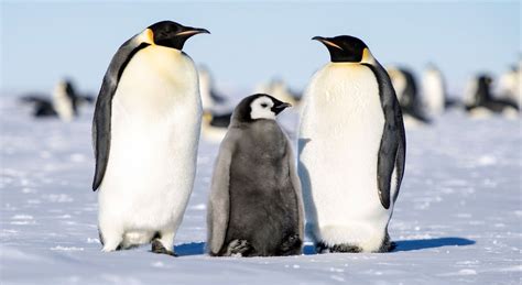 In Photos The Emperor Penguins Beautiful And Extreme Breeding Season Live Science