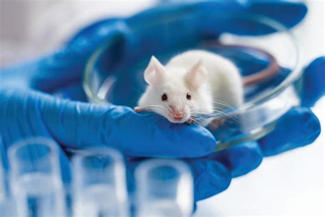 How Mice Can Reveal The Secrets Of Rare Diseases Futurum