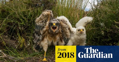 Hen Harrier Brood Management Plan Faces Crowdfunded Legal Challenge Birds The Guardian