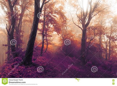 Dreamy Fairytale Foggy Forest Stock Image Image Of Morning Dark