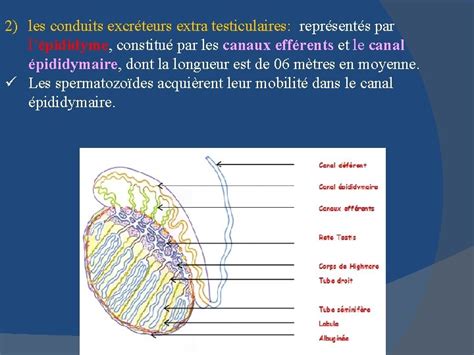 Anatomie De Lappareil Genital Feminin Et Masculin Dr