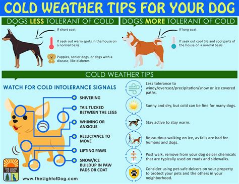 Cold Weather Safety Tips For Pets Pets Retro