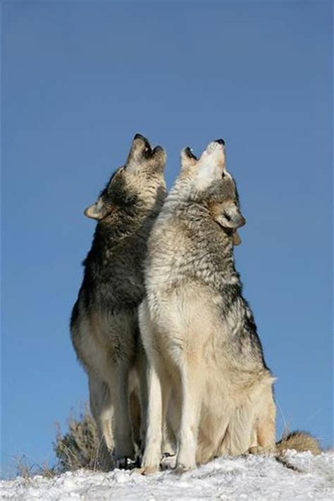 Duet By Klein And Hubert Wolf Photos Animals Wolf Dog