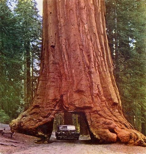 Giant Redwood Redwood Tree Redwood Forest Giant Tree Big Tree Giant