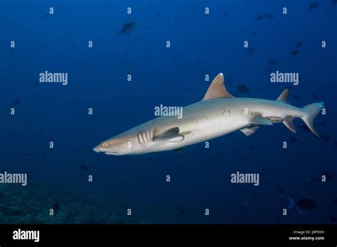 Whitetip Reef Shark Triaenodon Obesus In The Blue Water Indian Ocean