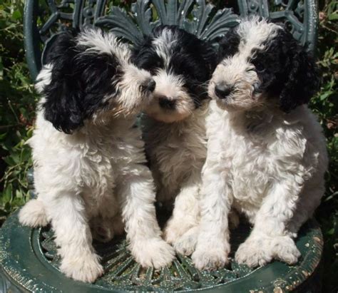 Pictures Of Schnoodle Puppies