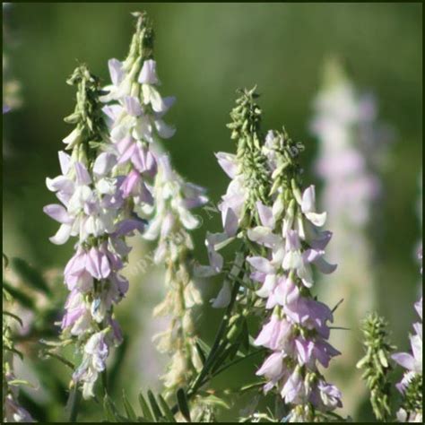 Buy Goats Rue Galega Officinalis Plants Online From Norfolk Herbs
