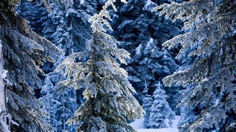 Download Wallpaper 1920x1080 Winter Fir Trees Pines Snow Silence
