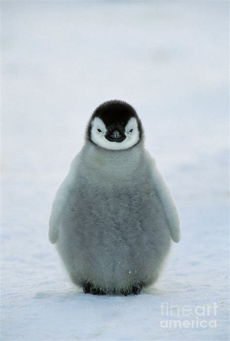 Emperor Penguin Baby Photograph By Konrad Wothe Pixels