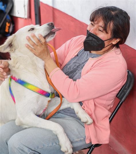 Población De Perros En Chimalhuacán Convertida En Un Problema De Salud