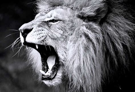 Fierce Means Fierce Fierce Dad Lion Quotes Warrior Quotes Motivation