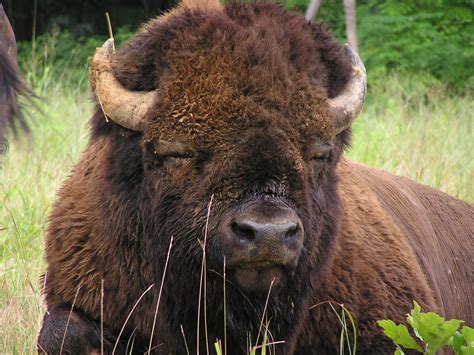 Native American Bison Wallpapers Top Free Native American Bison