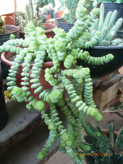 ¿cuáles son los cactus más raros del mundo? Marnieriana: El nombre de marnieriana viene en homenaje a ...