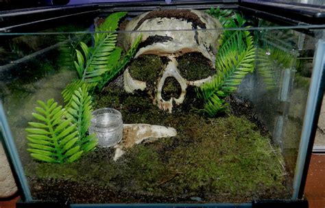 Skull Enclosure Arachnoboards