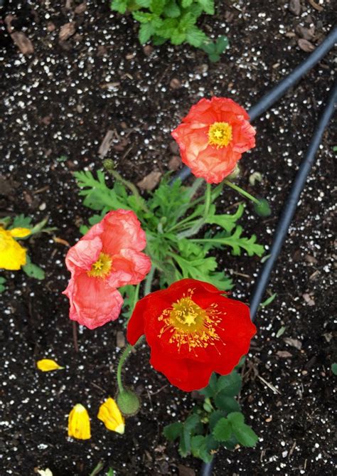 Plants don't know the difference between organic and synthetic fertilizers, so i don't have a problem with using miracle superstore has the pro mix organic vegetable soil if anyone is looking for that brand. ProMix Soil: The Best Potting Soil for Organic Gardeners ...