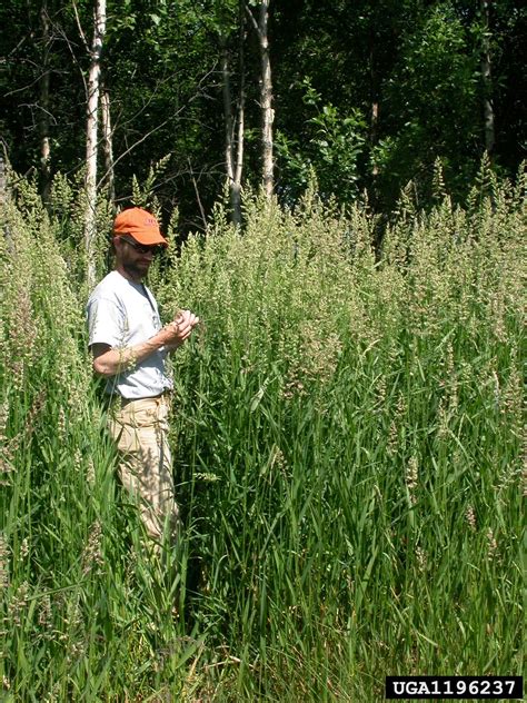 Reed Canary Grass Invasive