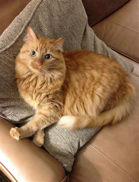 Beautiful Longhair Ginger Cat Orange Tabby