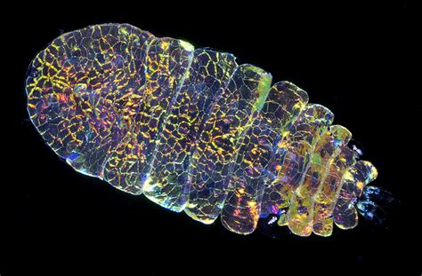 The Most Beautiful Animal Youve Never Seen Deep Sea News