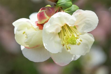 White Flowering Quince Photograph By Iris Richardson Fine Art America