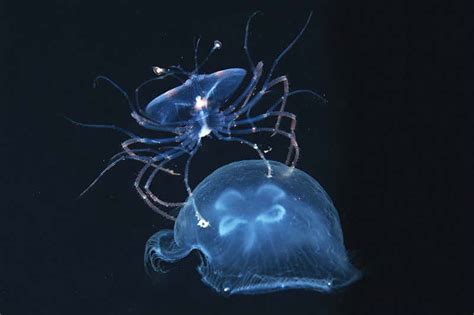 Deep Sea Creatures Float Through Black Water At Night New Scientist