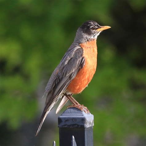 Connecticut State Bird Bird Watching Academy