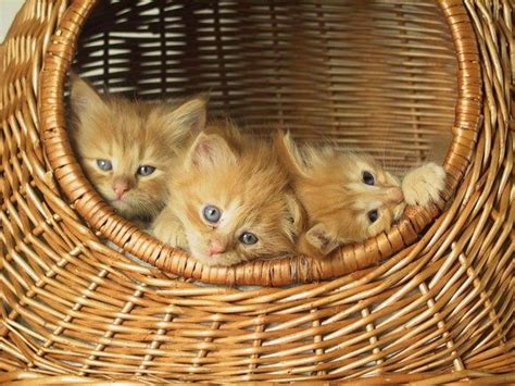 93 Best Kittens In Baskets Images On Pinterest Baby Kittens Kitty