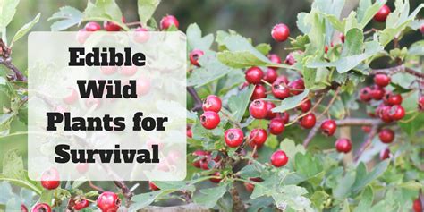 Edible Wild Plants For Survival Prepare With Foresight