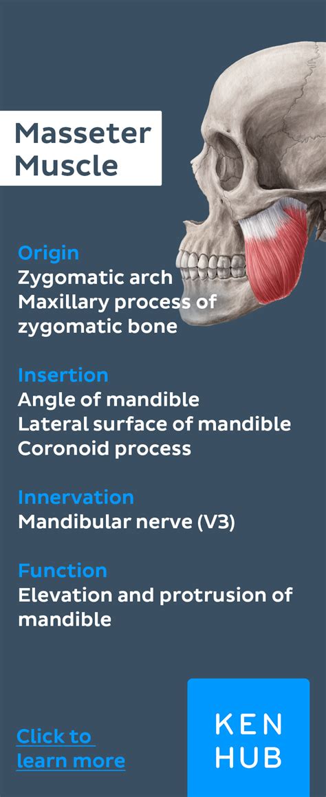 Masseter Muscle Muscle Anatomy Medical Anatomy Human Anatomy And