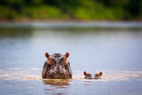 Hippo Mum And Baby Hippos In The Luangwa River Zambia Will