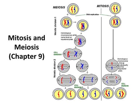 Ppt Mitosis And Meiosis Chapter 9 Powerpoint Presentation Free