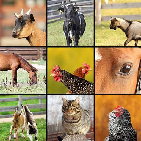 Collage Of Farm Animals Stock Photos Pictures And Royalty Free Images