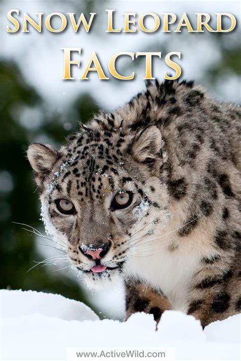 Snow Leopard Facts For Kids Information Pictures And Videos Snow