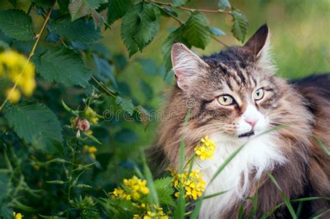 Tabby Norwegian Forest Cat Stock Image Image Of Domestic 28838371