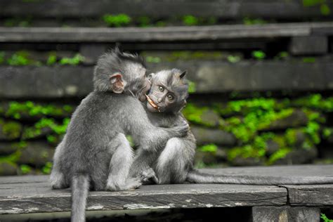Two Gray Monkey On Black Chair · Free Stock Photo