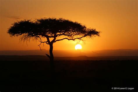 Acacia Sunset 02 Maasai Mara National Reserve Kenya Loren Logan