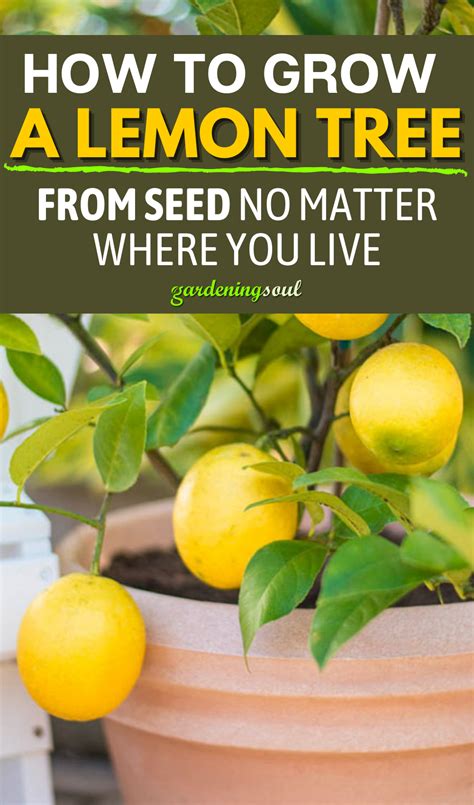 How To Grow A Lemon Tree From Seed No Matter Where You Live In 2021