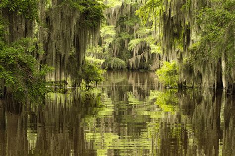 Ancient Cypress Photograph By Katherine Worley Fine Art America