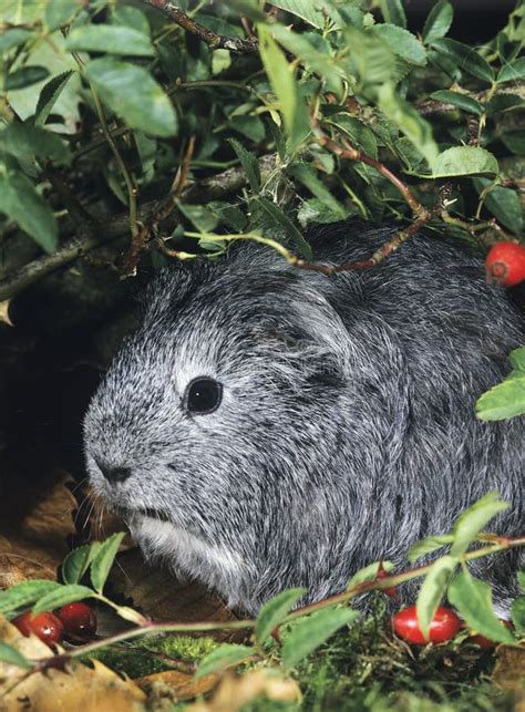 Guinea Pig Cavia Porcellus Adult Standing Near Wild Rose Stock Image