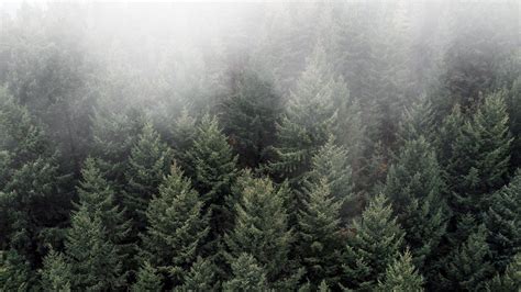 Download Wallpaper 2560x1440 Trees Fog Tops Forest Green Aerial