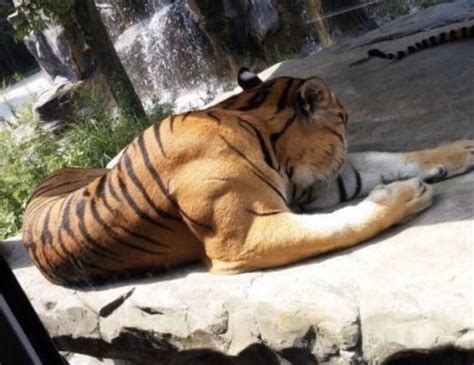 the muscles of a fully grown male tiger 9gag