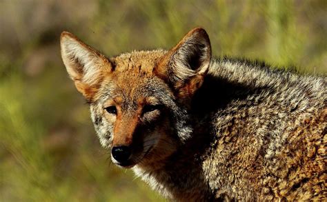 Tennessee Votes No To Nighttime Coyote Hunting Ehuntr